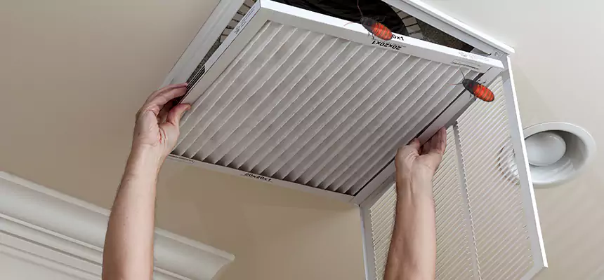Our Insect Removal from Air Ducts Services in Florence-Graham, CA